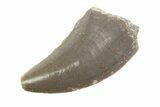 Rare, Serrated, Megalosaurid (Marshosaurus) Tooth - Colorado #222486-1